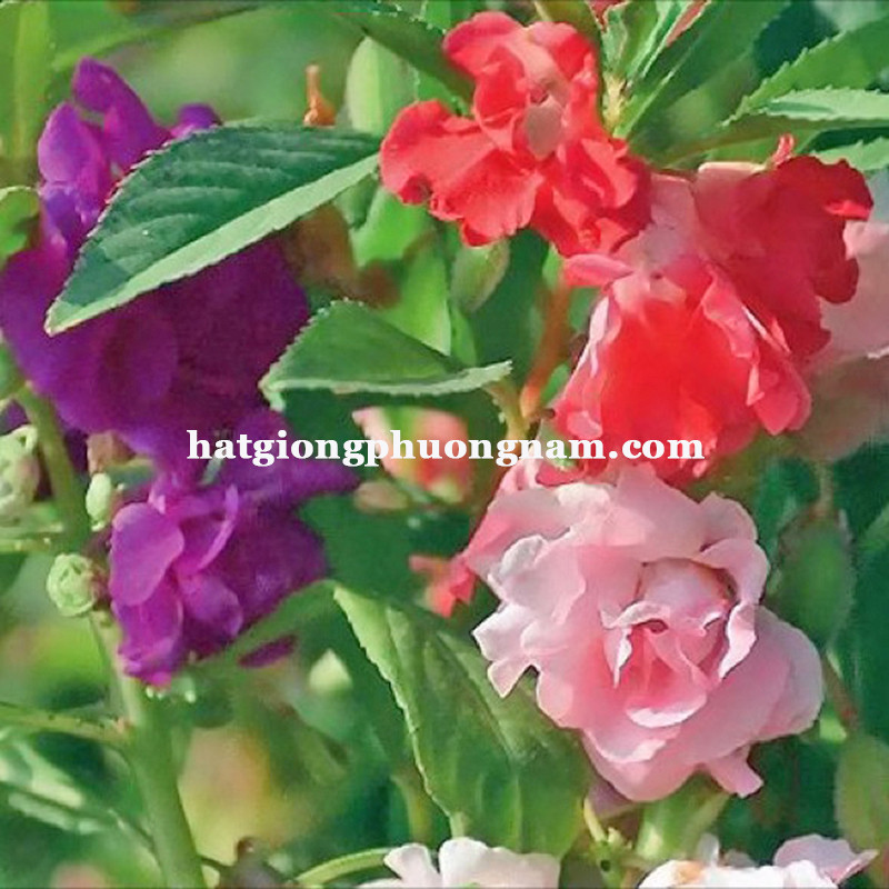 Bức ảnh cận cảnh một chậu hoa móng tay kép xanh tốt với những bông hoa đang hé nở, thể hiện sức sống mãnh liệt