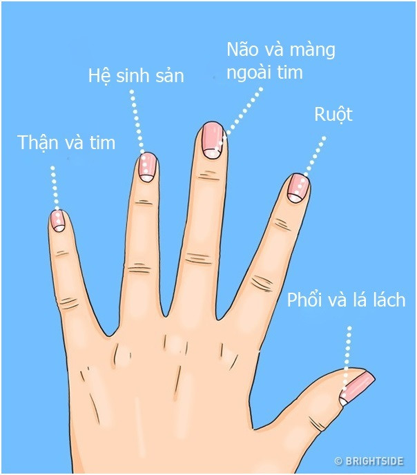 Cận cảnh ngón tay với hình bán nguyệt rõ ràng