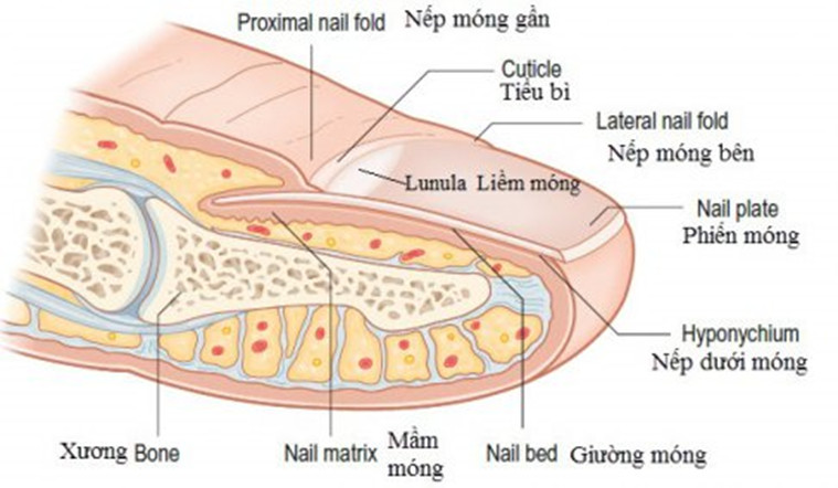 Hiểu Rõ **Giải Phẫu Móng Tay**: Nền Tảng Cho Bộ Móng Khỏe Đẹp Cấu trúc giải phẫu móng tay chi tiết với các bộ phận chính như phiến móng, giường móng, mầm móng và liềm móng
