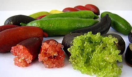 Cây chanh móng tay với quả chín trên cành
