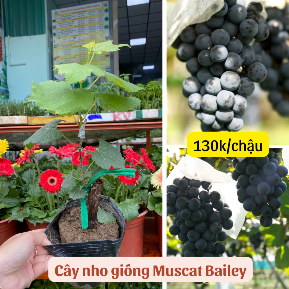 Cây giống nho Muscat Bailey kháng bệnh, cho trái ngọt