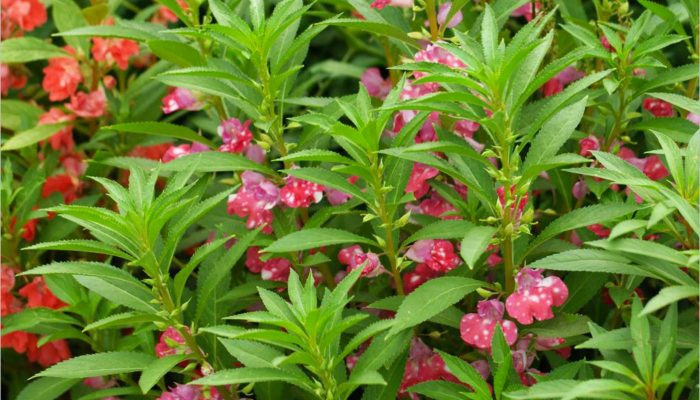 Hoa Móng Tay Bao Nhiêu Ngày Ra Hoa? Giải Mã Thời Gian Nở Rộ Chăm sóc hoa móng tay bằng cách tưới nước đúng cách