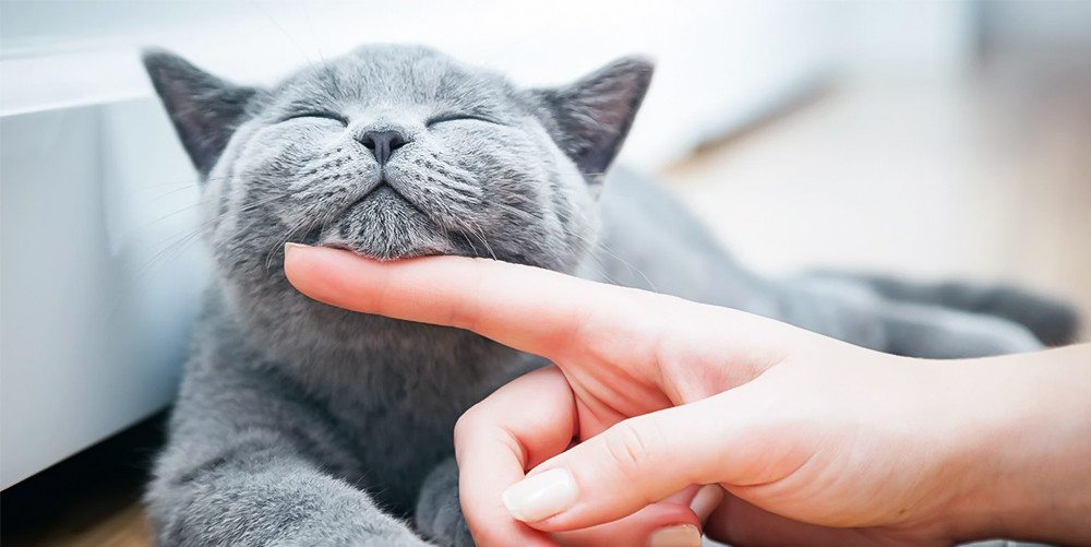 Chủ nhân vuốt ve mèo một cách nhẹ nhàng