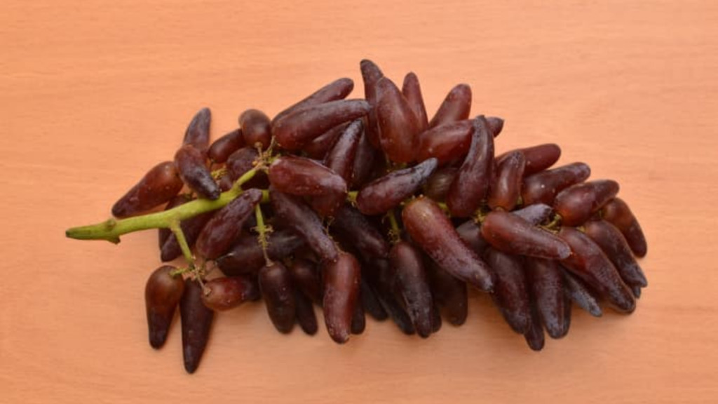 Chùm nho đen móng tay với hình dáng thon dài và màu sắc đỏ tím hấp dẫn