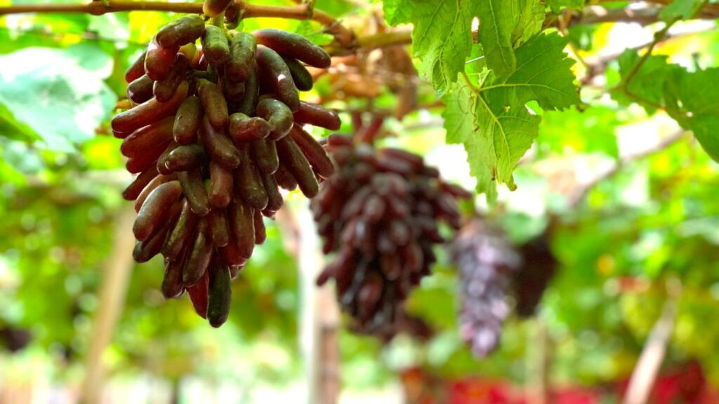 Chùm quả nho móng tay tím sẫm đẹp mắt, dáng thuôn dài đặc trưng, biểu tượng của giống nho Moon Drops cao cấp.