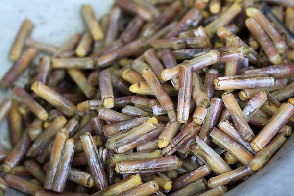 Hình ảnh ngâm ốc móng tay trong thau nước vo gạo cùng vài lát ớt, giúp làm sạch ốc móng tay trước khi chế biến món móng tay xào mì thơm ngon.