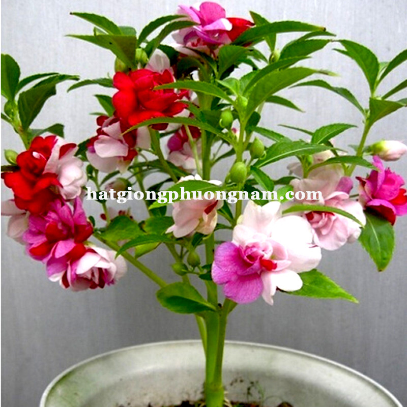 Hình ảnh vườn hoa móng tay kép đang nở rộ, tô điểm cho không gian sống thêm tươi đẹp và sinh động