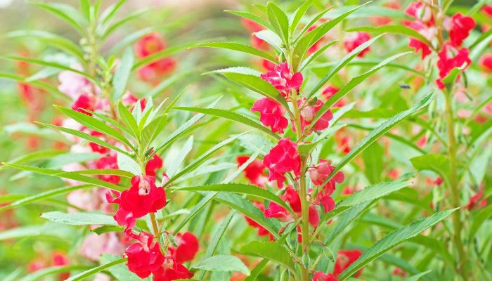 Bí quyết trồng hoa móng tay rực rỡ tại nhà dễ dàng Hoa móng tay là cây cảnh phổ biến trong sân vườn