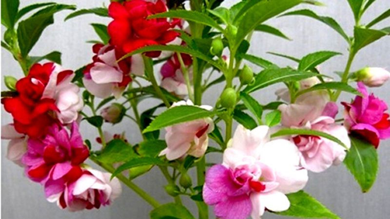 Hoa móng tay mang vẻ đẹp thanh tao, trong sáng