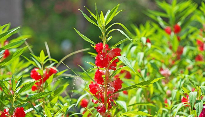 Bí quyết trồng hoa móng tay rực rỡ tại nhà dễ dàng Hướng dẫn chi tiết cách trồng hoa móng tay hiệu quả