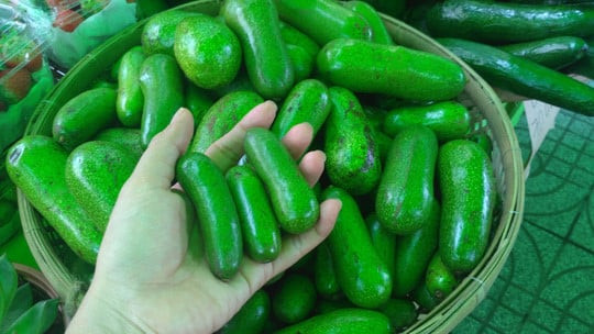 Khám Phá Trái Bơ Móng Tay: Độc Đáo và Tiềm Năng