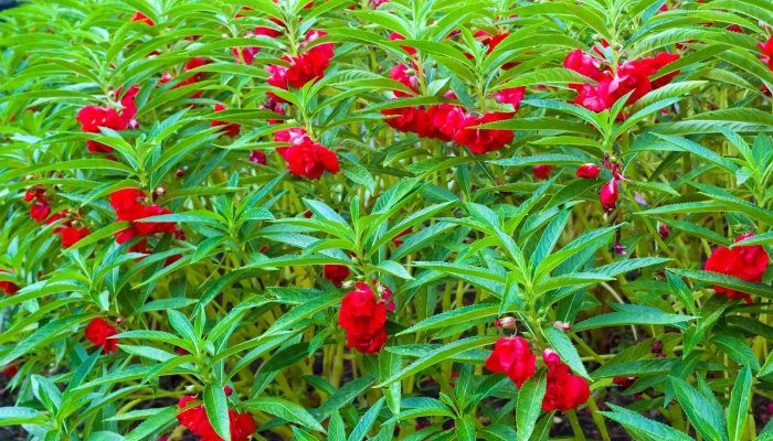 Bí quyết trồng hoa móng tay rực rỡ tại nhà dễ dàng Kỹ thuật cắt tỉa cây hoa móng tay giúp cây khỏe