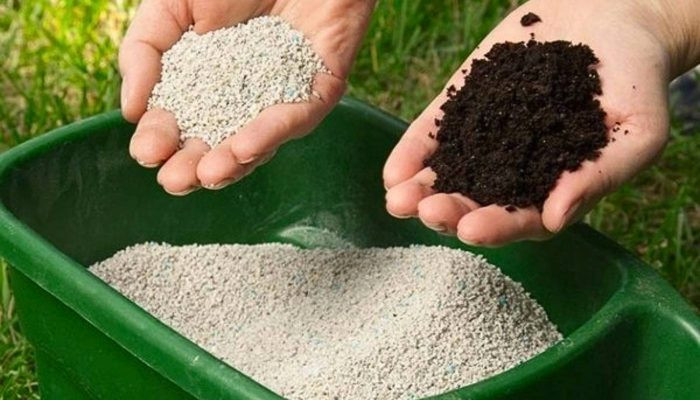 Hoa Móng Tay Bao Nhiêu Ngày Ra Hoa? Giải Mã Thời Gian Nở Rộ Lựa chọn phân bón phù hợp khi trồng hoa móng tay