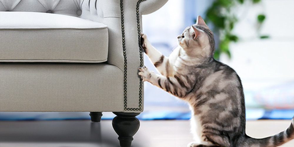 Mèo con tò mò khám phá đồ vật trong nhà