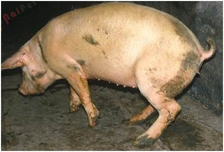 móng chân lợn con bị sưng