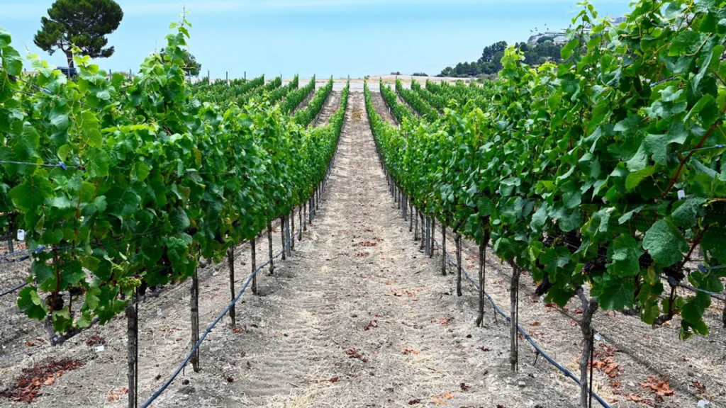 Nho đen móng tay được đóng gói cẩn thận, sẵn sàng cho thị trường tiêu thụ