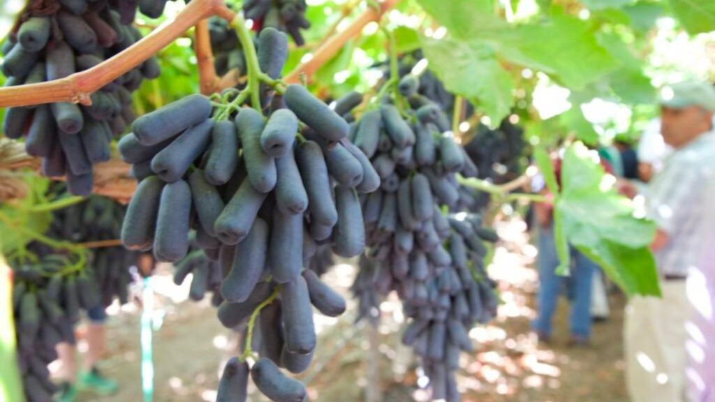 Nho móng tay đỏ trong bát