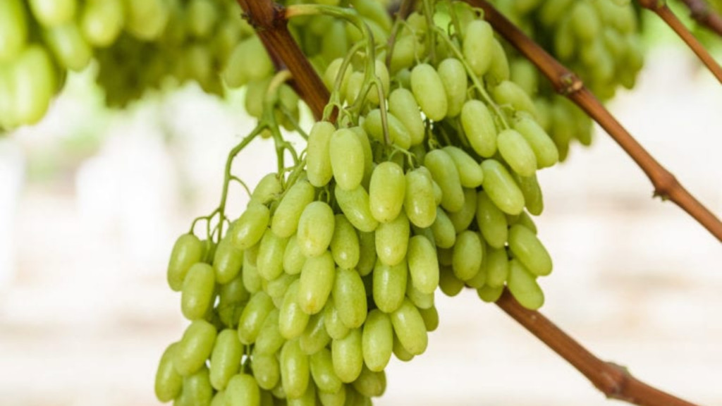 Những chùm nho móng tay chín mọng được thu hoạch từ vườn, biểu trưng mùa vụ bội thu