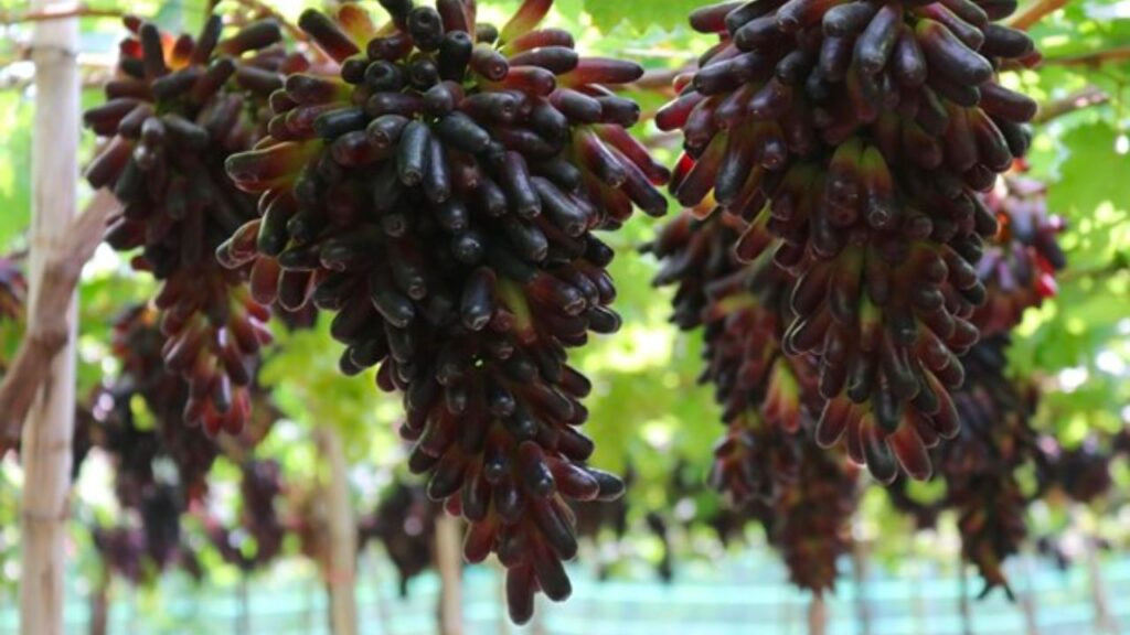 Những quả nho móng tay đỏ mọng nước