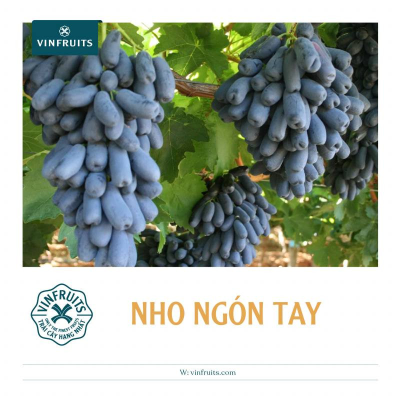 Những quả nho ngón tay màu tím đen độc đáo, gợi lên ý tưởng cho thiết kế nho đen móng tay trung quốc với hình dáng thuôn dài ấn tượng