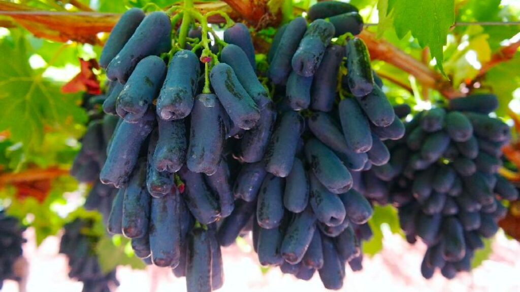 Khám Phá Nguồn Gốc Sâu Xa Của Nho Móng Tay Hiện Nay Phân biệt nho móng tay tươi và hỏng