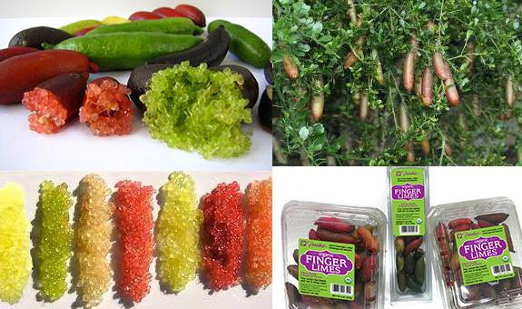 Quả cây chanh móng tay bổ đôi với tép mọng nước