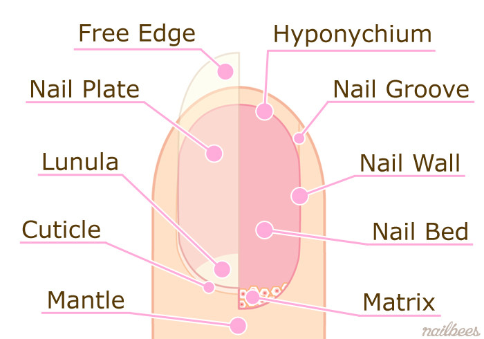 Sơ đồ giải phẫu móng tay chi tiết, minh họa các phần như lunula, free edge và cuticle.
