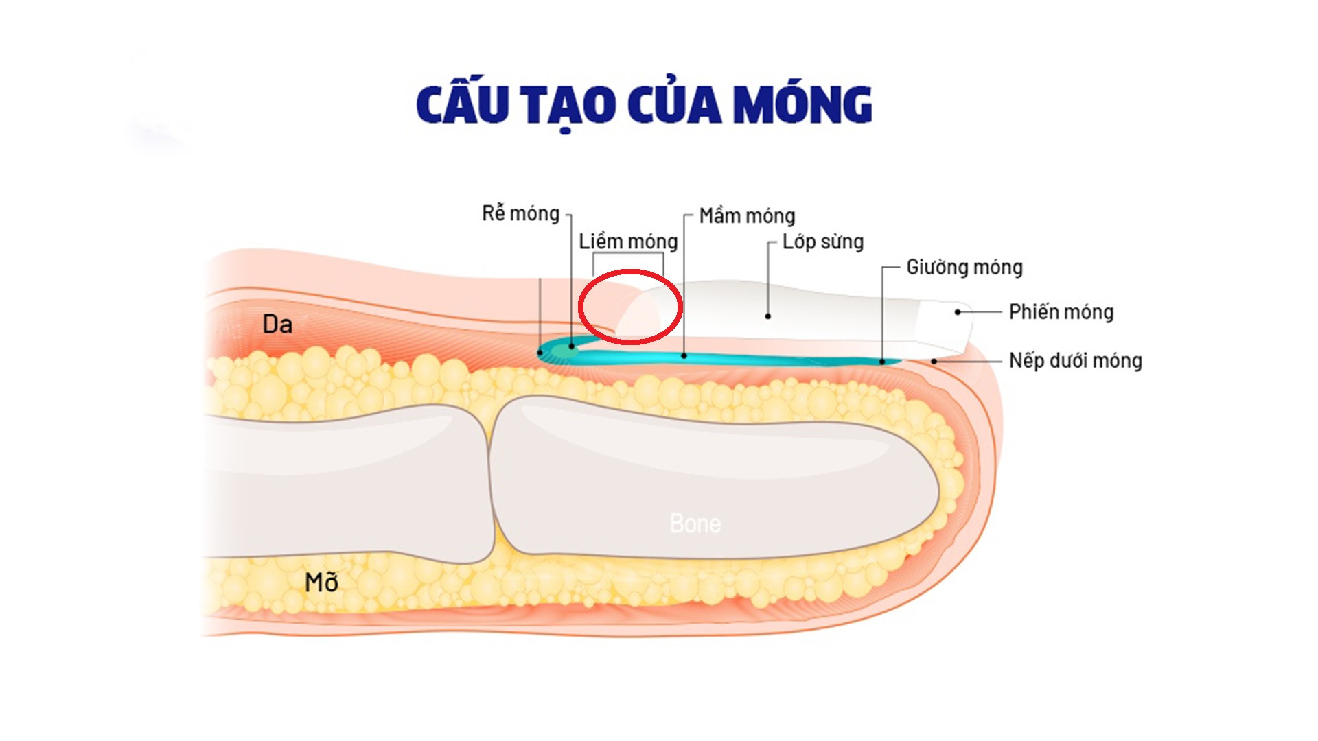Sơ đồ minh họa cấu tạo chi tiết của móng tay người, làm rõ thành phần chất liệu