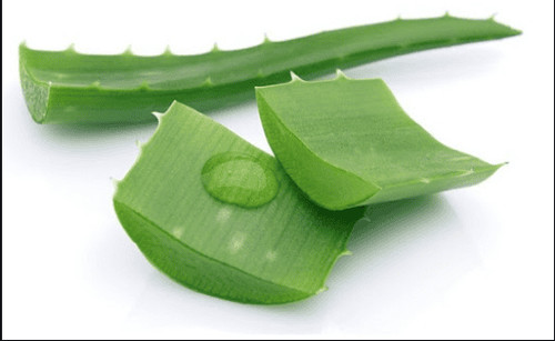 Sử dụng nha đam hỗ trợ chăm sóc vảy nến móng chân tại nhà