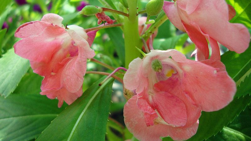 Vẻ đẹp ngọt ngào của hoa móng tay hồng