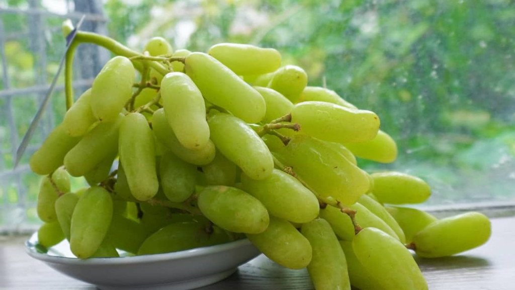 Vườn nho xanh tươi tốt, nơi khởi nguồn của giống nho ngón tay độc đáo, tượng trưng cho sự phát triển của nông nghiệp hiện đại.